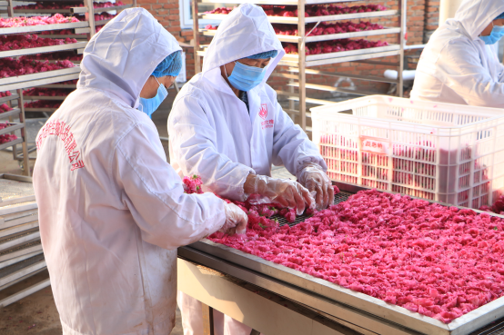 济南贝思特生物科技是一家集玫瑰种植,加工,销售,科研及出口